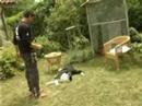 dogs and cliker trainig