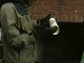 The Art of Dumpster Diving