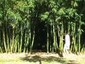 Bamboo Dance