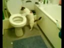 KITTY CAM - 22/8/08