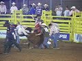 wild cow milking