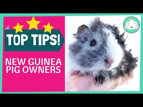 video-linktoworks-Top Ten Tips for New Guinea Pig Owners!