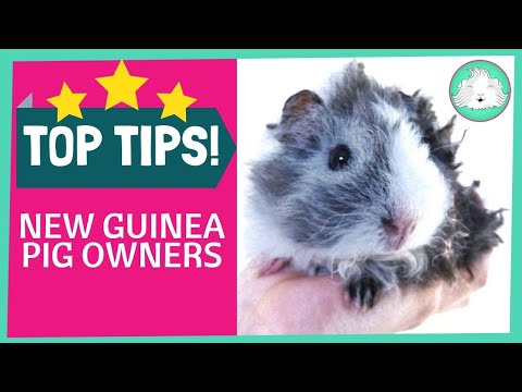 how to care guinea pig