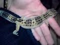 fanzzy, mon gecko leopard