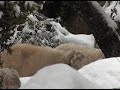 Lluc neu Lluc neu