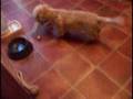 videos de Cute Very Funny Puppy Dandie Dinmont Terrier Playing Hocky