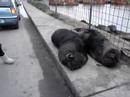 guardaa el loboo