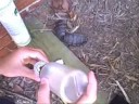 PFI Airsoft Grenade