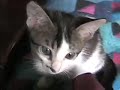 Munying 4