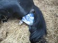 Ballerina foaling