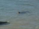 Seals at Skagen