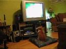 Ginger Cat Watches Animal Planet
