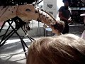 Les Machines De L'ile-The Manta Ray