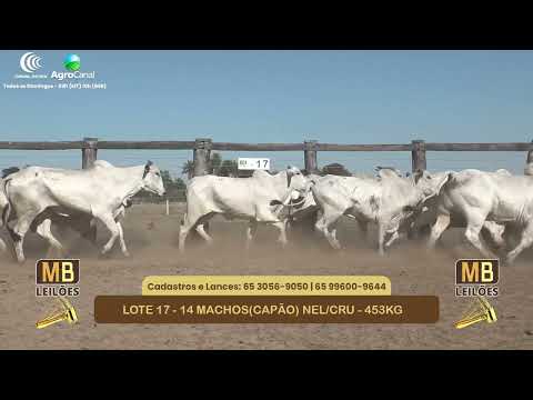 554� LEIL�O VIRTUAL MB LEIL�ES