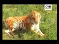 TIGERS LOSING GROUND