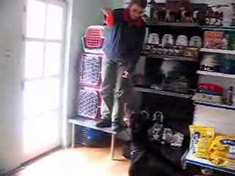 Doberman Pinser