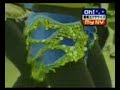 Oreet on FUJI TV, Japanese News Oreet on FUJI TV, Japanese News