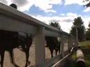 petit montage poney club blainville