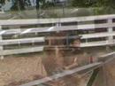 petit montage poney club blainville