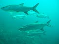 diving with tarpoons / Buceo con Sabalos diving with tarpoons / Buceo con Sabalos