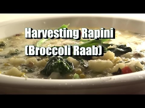 how to harvest broccoli raab