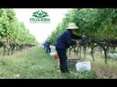 Viñedos y Bodega Filgueira en Imagenes - Vinos Finos Uruguay