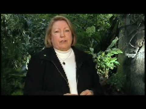 how to fertilize cedar hedges