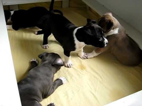 amstaff