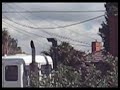 truck-rips-optus-cable.html