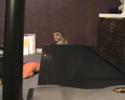 Treadmill Cat Yay Treadmill Cat Yay