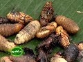 Success story of a traditional farmer : Narayanapillai