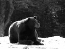 Dump Bears Dump Bears