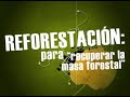 Reforestación: La mentira de Proárbol. 1a parte