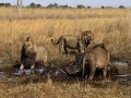 Lion Fight in Botswana Lion Fight in Botswana