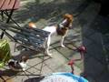 videos de Gewoon buiten in de tuin spelen