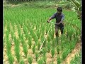 Weeding in SRI Paddy-Banavasi