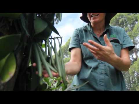 how to harvest vanilla beans