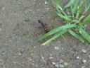 Mud Dauber Wasp