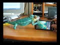 chameleon on the phone