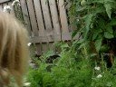 Bay picking carrots