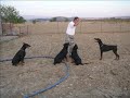 ALFA-TIK WORKING DOGS SCHOOL