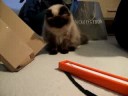 Himao and new toy 2