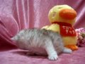 BooFooWoo kitten female