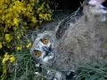 Eagle Owl (Bubo bubo) Stor Hornugle