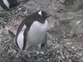 Gentoo Penguins Gentoo Penguins