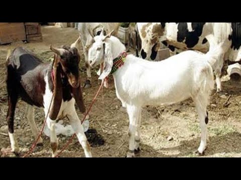 my motherland pakistan vlog 2