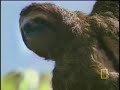 Harpy Eagle Kills Sloth Harpy Eagle Kills Sloth