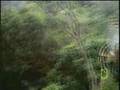 Harpy Eagle Kills Sloth