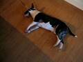 Bull Terrier Miniatura video
