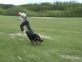 Rottweiler biting Rottweiler biting